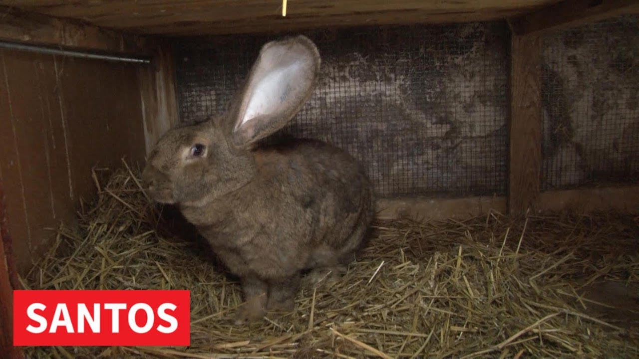 ŠAMPIONSKI KUNIĆI LJUBOMIRA LJUBE ĆUKA IZ BANATSKOG KARAĐORĐEVA