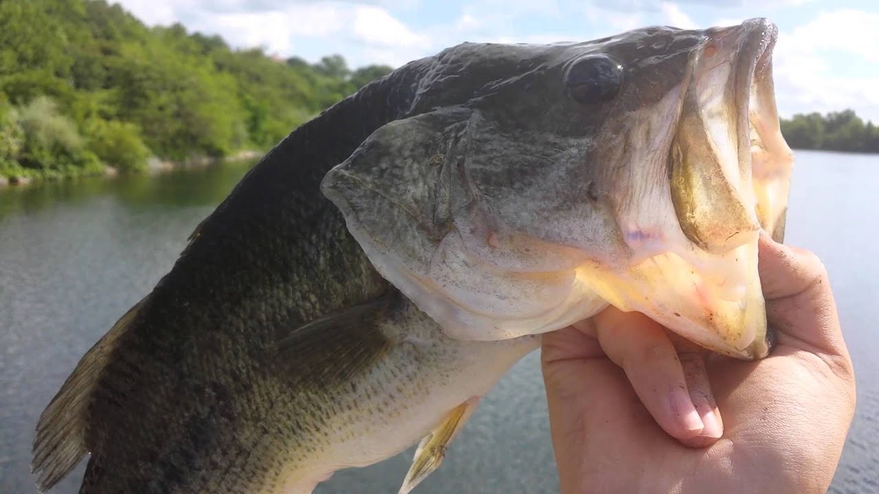 3lb Largemouth Bass 6/5/2014 YouTube