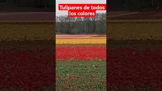 TULIPANES DE TODOS LOS COLORES #curiosidades #flores #europe #plantas #turismo #jardin #tulip