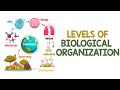 Levels of Biological Organization and Their Impact on Life