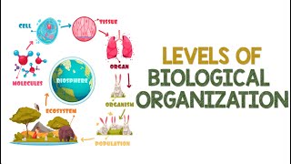 Levels of Biological Organization | Animation