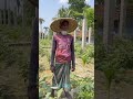 ঘরের ভিতর বেগুন চাষ #viral #agriculture #foryou