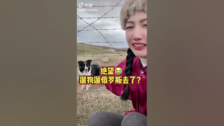 边境牧羊犬真的跨越边境到俄罗斯去了 - 天天要闻