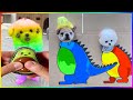 Tik Tok Chó Phốc Sóc Mini 😍 Funny and Cute Pomeranian #494