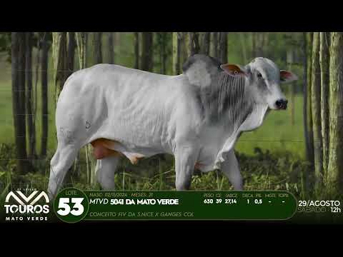 LOTE 53   MTVD 5041