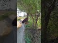 नहर_काम #canalwork #atelimandi #narnaul #mahendergarh #vlogger #haryana #onduty