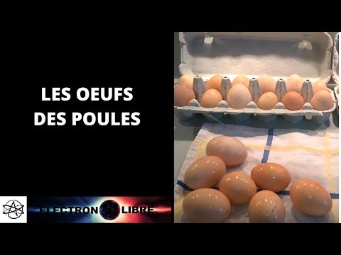 Vidéo: Dois-je Laver Les œufs De Poule