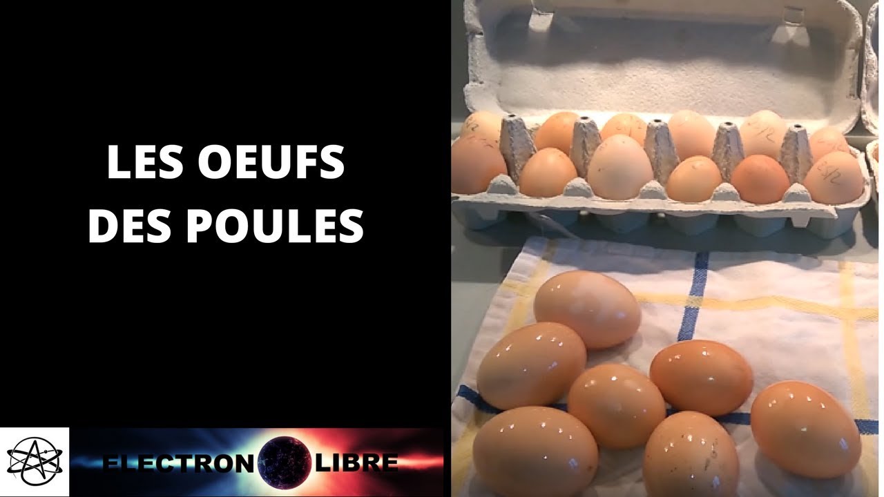 Les Œufs Des Poules Nettoyage Et Stockage Youtube