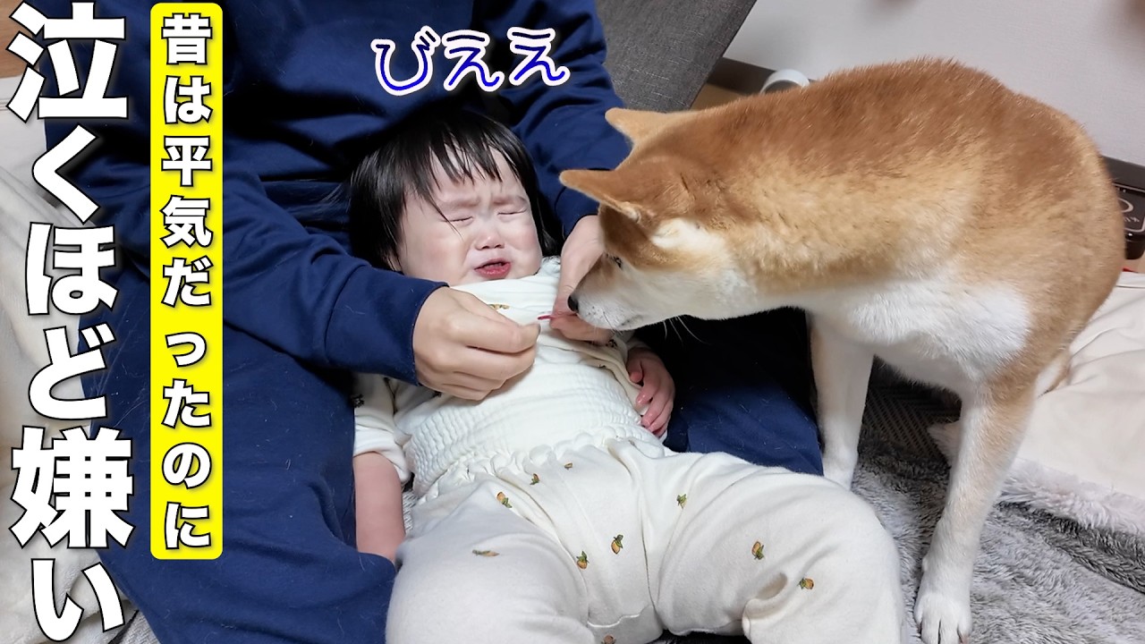 歯磨きが嫌で号泣する2歳児が心配で近すぎる距離感の柴犬がこちらです笑