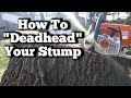 How To cut down a  Stump without damaging your chainsaw (chainsaw tips)