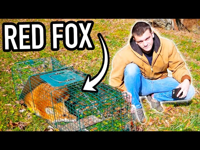 I Trapped a Red Fox! class=