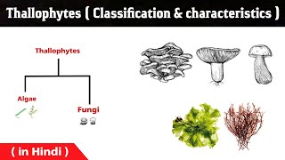 What are Thallophytes | General Characteristics | Algae and Fungi | Thallophyta explained