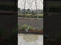 Sarus Watching Along A Highway With a Smartphone 📱🦩✨#saruscrane #mobilevideography