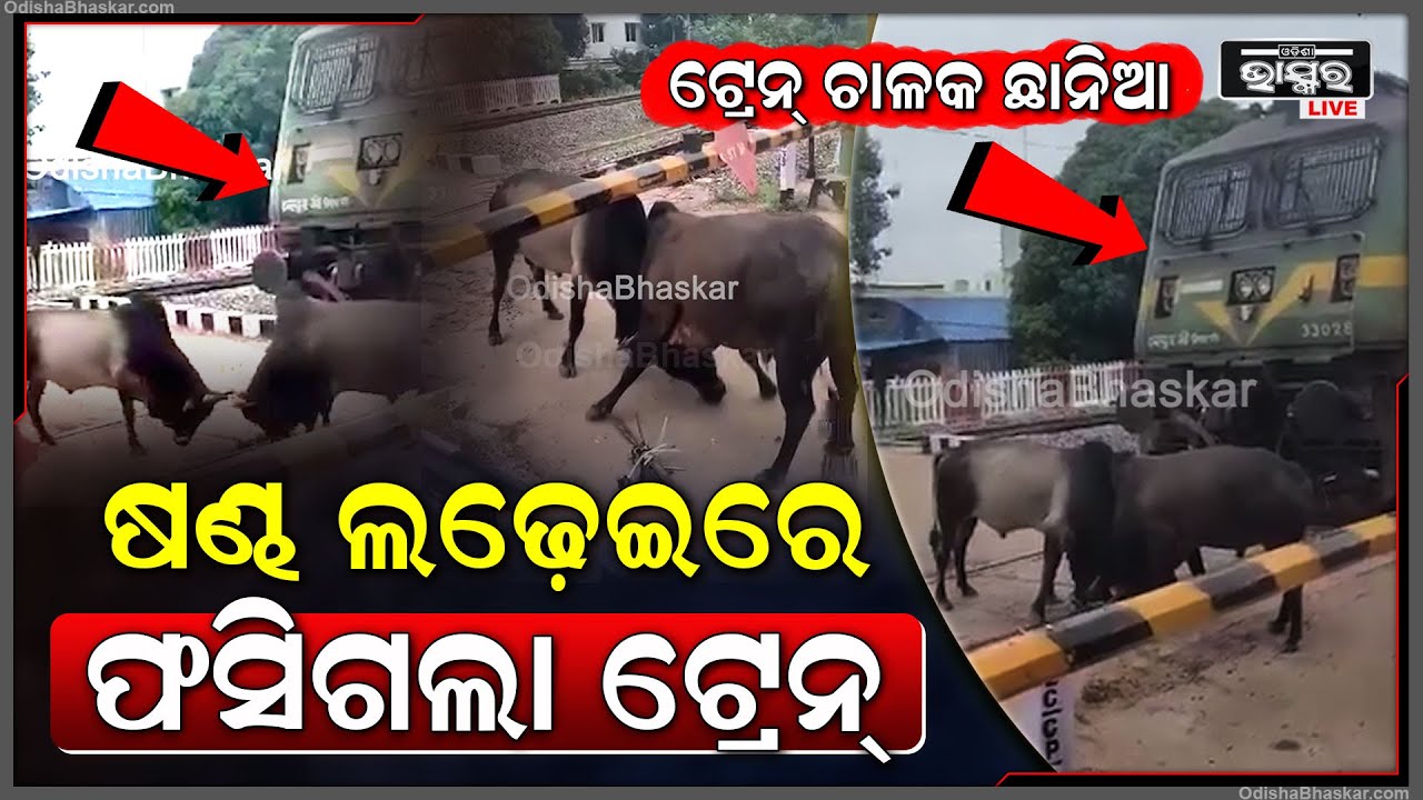 ବାପରେ ବାପ୍ ଟ୍ରେନ୍ ଟ୍ରାକ୍ ଉପରେ ଷଣ୍ଢ ଲଢେଇ ! ଲଢେଇ ଦେଖି ଅଟକିଗଲା ଟ୍ରେନ୍ ଆଉ ଟ୍ରେନ୍ ଚାଳକ....