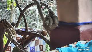 Baby sloth Natalia climbs on the mushroom gym  04/21/24  SlothTV via explore.org