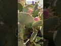 خواص دارویی میوه کاکتوس گلابی یا انجیر خاردار Opuntia Littoralis آموزش سلامت Plants طبیعت 