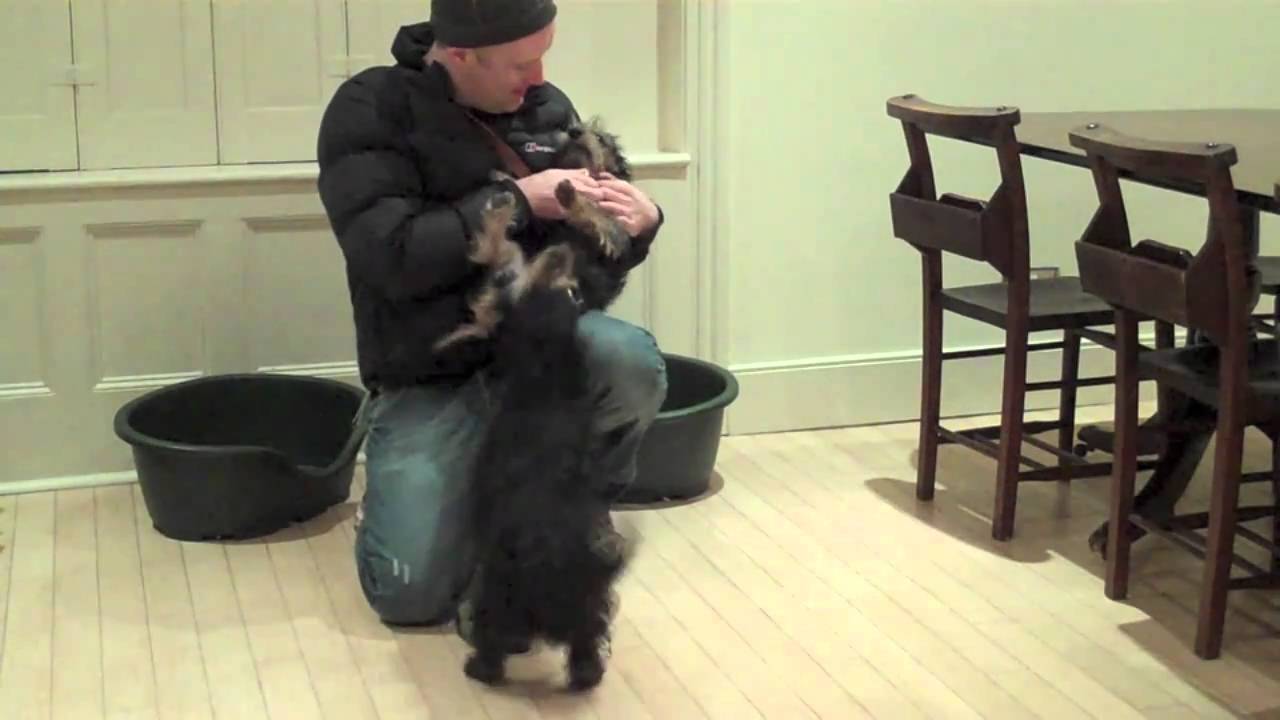 Jackapoo puppies going beserk before walkies