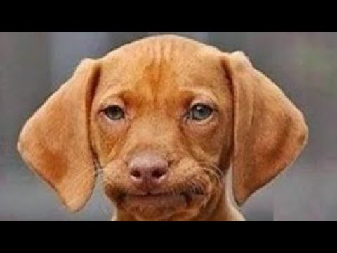 Do you live up to your puppy's expectations? Find out tonight - Daily Gun Show #1,097 - YouTube