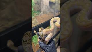 Celebrity Anery & Snow Super Dwarf Retics #shorts #snake #pets #animals #python #reptiles #wildlife #viral Wealth