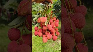 Masala Lychee Fruit 🍓 #food #trending #recipe #shorts