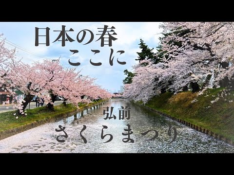 〜日本の春ここに〜 満開を迎えた弘前さくらまつり