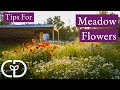 Wildflowers in the Meadow