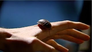 Mail thieves unknowingly steal 500 cockroaches