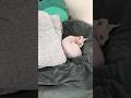 Kitty taking a nice nap🐱💤 #sphynx #kitten #suncats #cat #cute #kitty