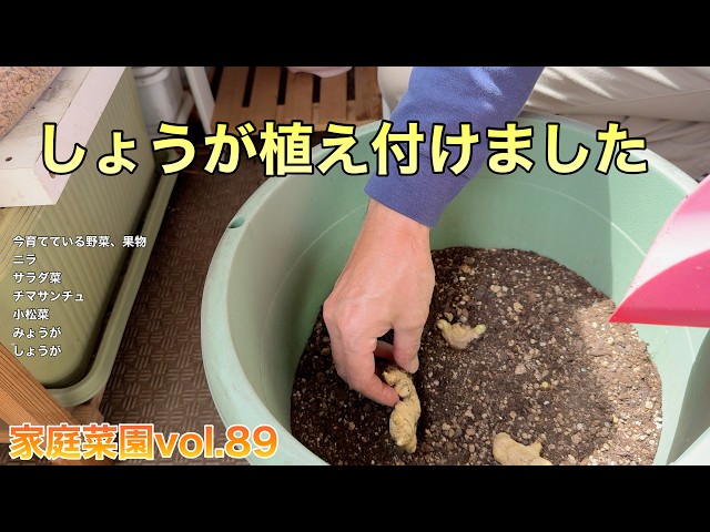 家庭菜園】 家庭菜園 vol.89 - YouTube