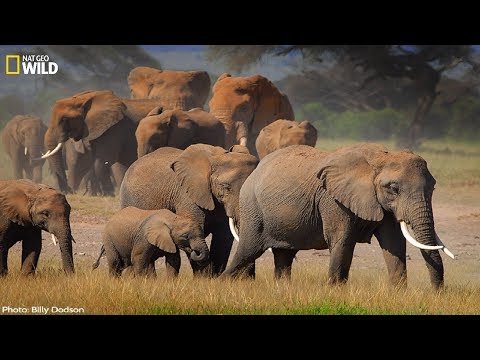 ⁣Desert Elephant and its characteristics - BBC