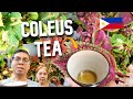 COLEUS MAYANA TEA PREPARATION FROM PLANT LEAF CUTTINGS IN ...
