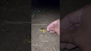 Catch Big Frogs Funny Try Dont Laugh Wepwep Catching Frogs Make You Laugh