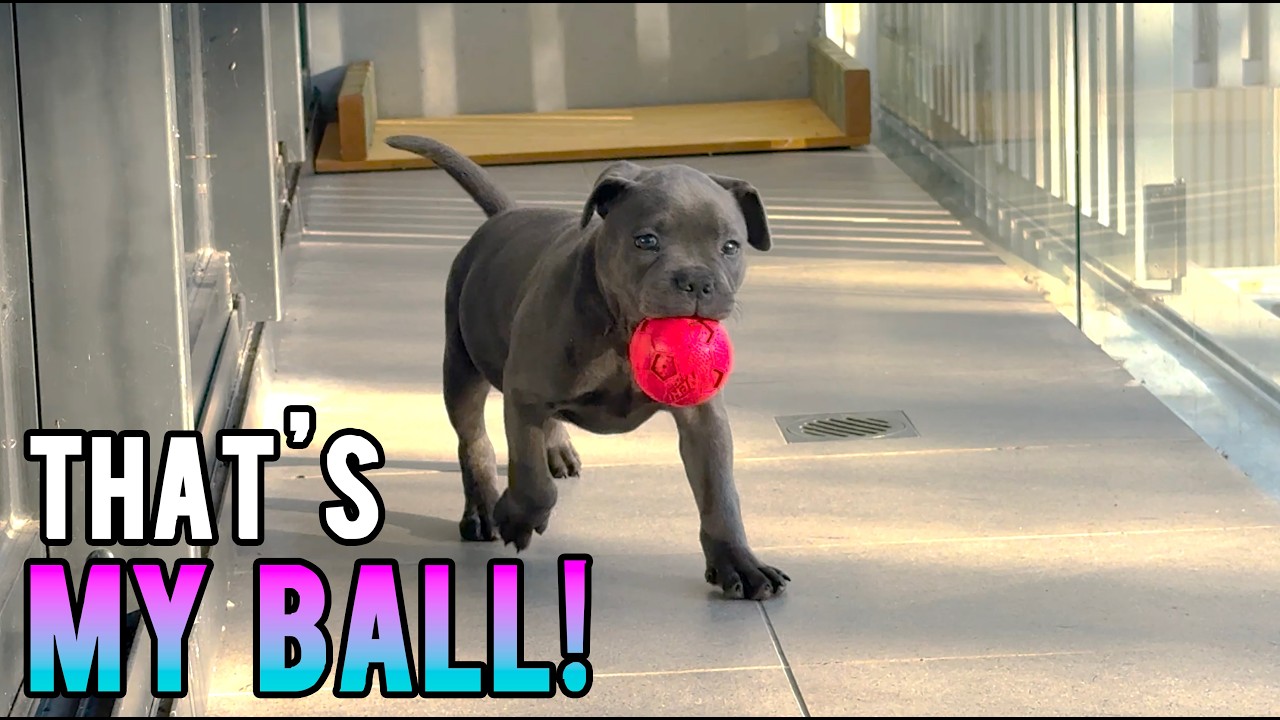 Puppy Business: Fun in the Sun