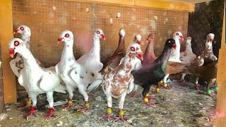 Danish Tumbler Loft Dänischer Tümmler