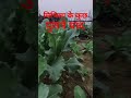 मिथिला के कुछ पुरानी याद है जिसे याद करो भाई ना मिलेगा ऐ दिन 🏵️🪻🌻