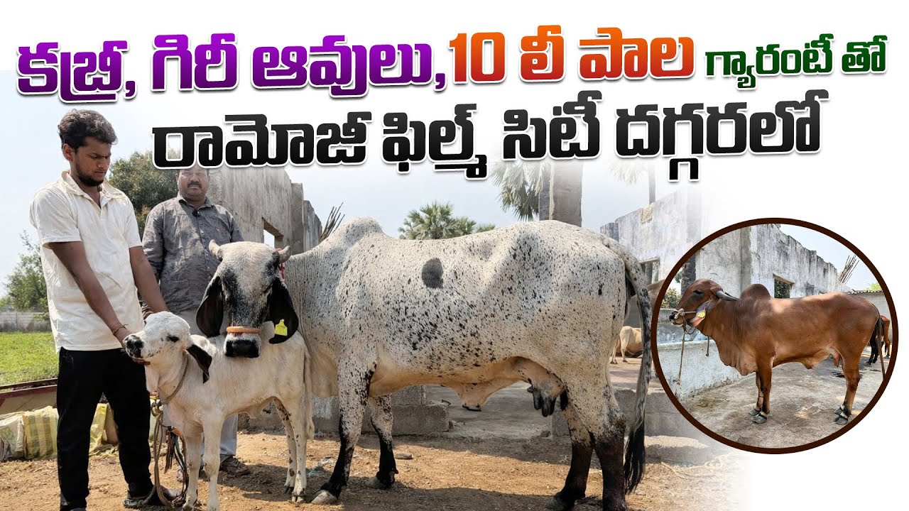 కబ్రీ, గిరీ ఆవులు,10 లీ పాల గ్యారంటీ తో | రామోజీ ఫిల్మ్  సిటీ దగ్గరలో | Quality Kabri Gir Cows