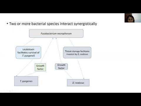 "Gram Negative Anaerobes" by- Dr. Savita Kumari Department of Veterinary Microbiology