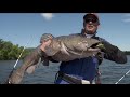 Huge flathead catfish caught on camera compilation