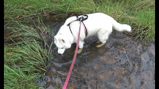 Husky gets to dip her toes in the creek finally by 2DogsVlogs 209 views 3 weeks ago 4 minutes, 10 seconds
