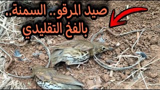 صيد الطيور المهاجرة بالفخ (المرقو _ السمنة ) Trap hunting migratory birds