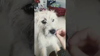 если что её зовут Лейла,но я её Леля называю