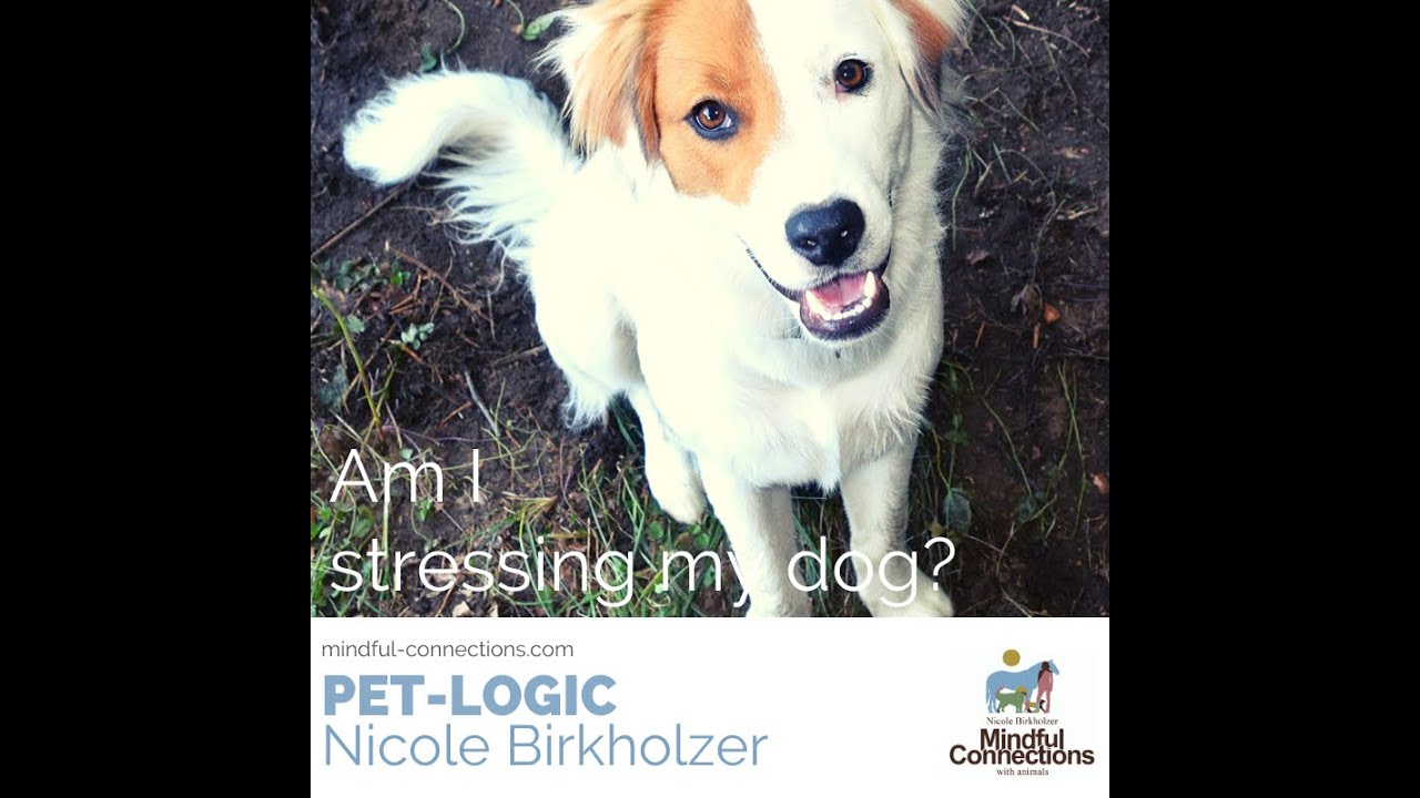 Is My Dog Feeling My Worries?