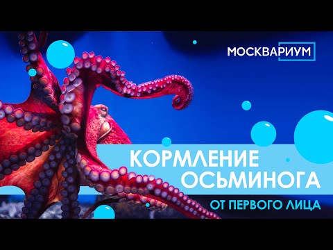 Кормление осьминога от первого лица!