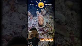 Download Lagu GURITA SEDANG KLUYURAN DI MALAM HARI 🐙 #shorts  #octopus #gurita #sddangler MP3