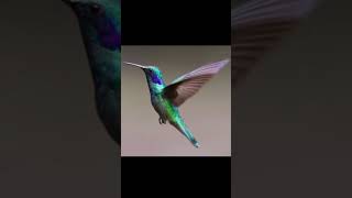 Things you've never seen under a microscope pt.3
