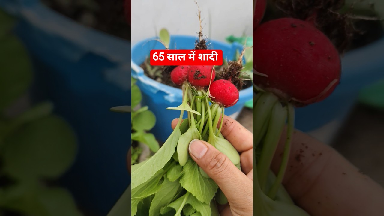 मूली की चटनी