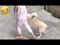 Funny dogs who are confused about life  pets island