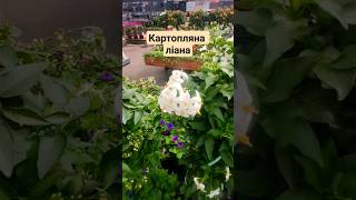 НОВІ КВІТИ У САД Картопляна ліана / Паслін / КАРТОПЛЯ #рослини #квіти #flowers #garden