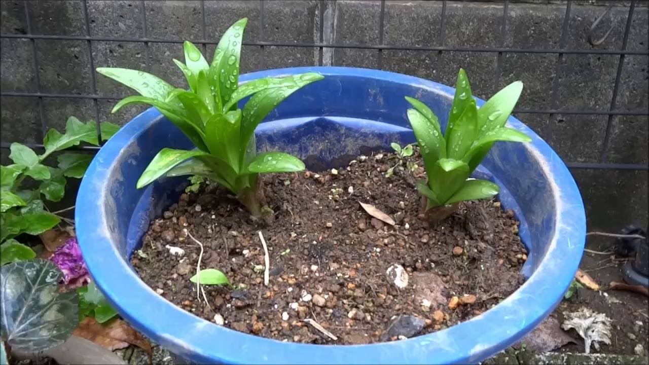今年の百合もすくすく3本 去年のも2つ芽が出ました Risの園芸日記 Youtube