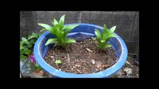 今年の百合もすくすく3本、去年のも2つ芽が出ました（RISの園芸日記）